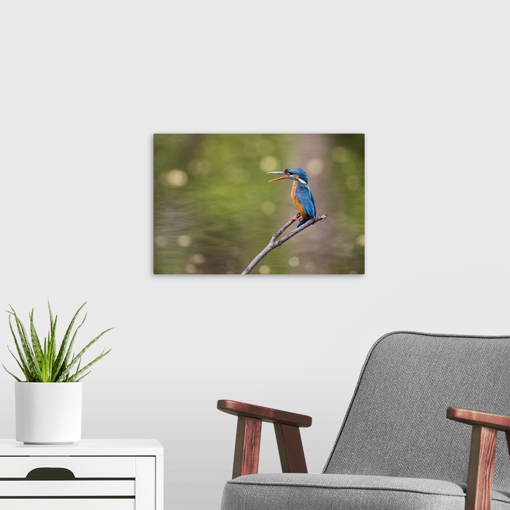 A modern room featuring India, Madhya Pradesh, Bandhavgarh National Park. A kingfisher calls to its mate while sitting on...