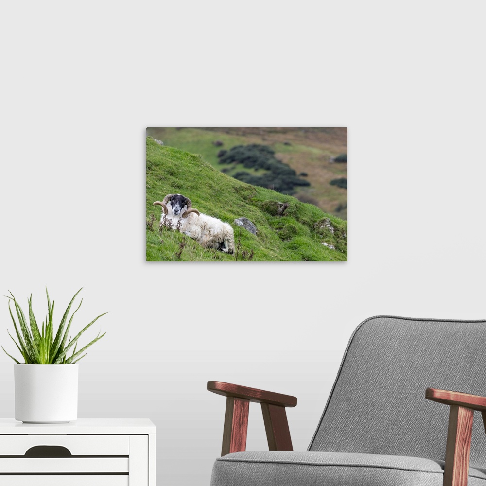 A modern room featuring Lanard blackface ram on the Fanad Peninsula, Ireland
