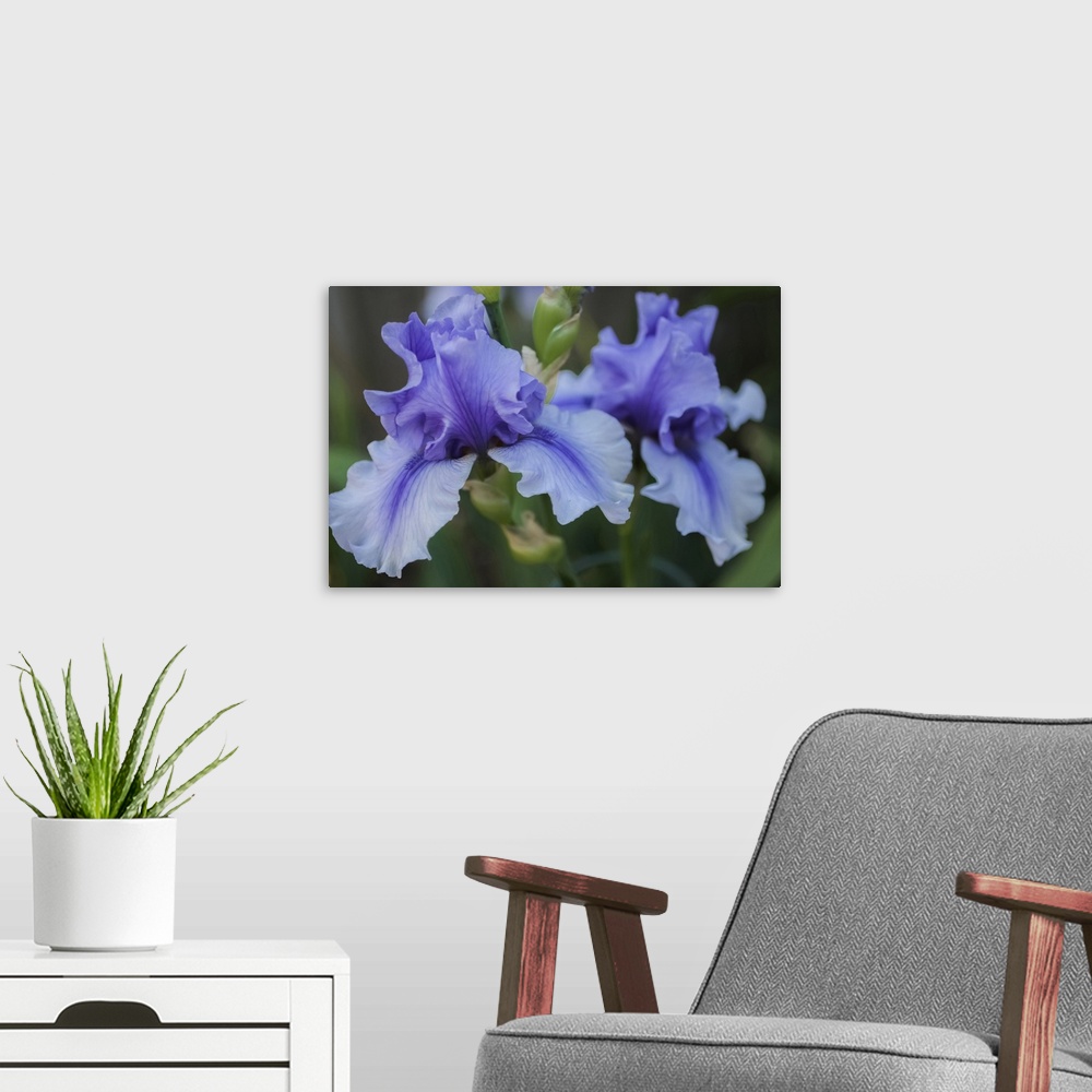A modern room featuring Lavender iris
