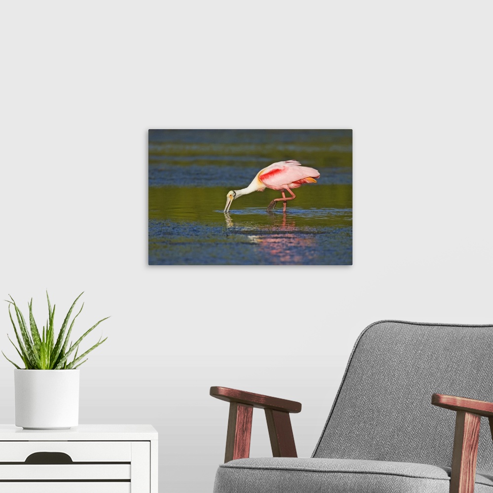 A modern room featuring USA, North America, Florida. Little Estero Lagoon In Fort Myers Beach, Roseate Spoonbill Feeding ...