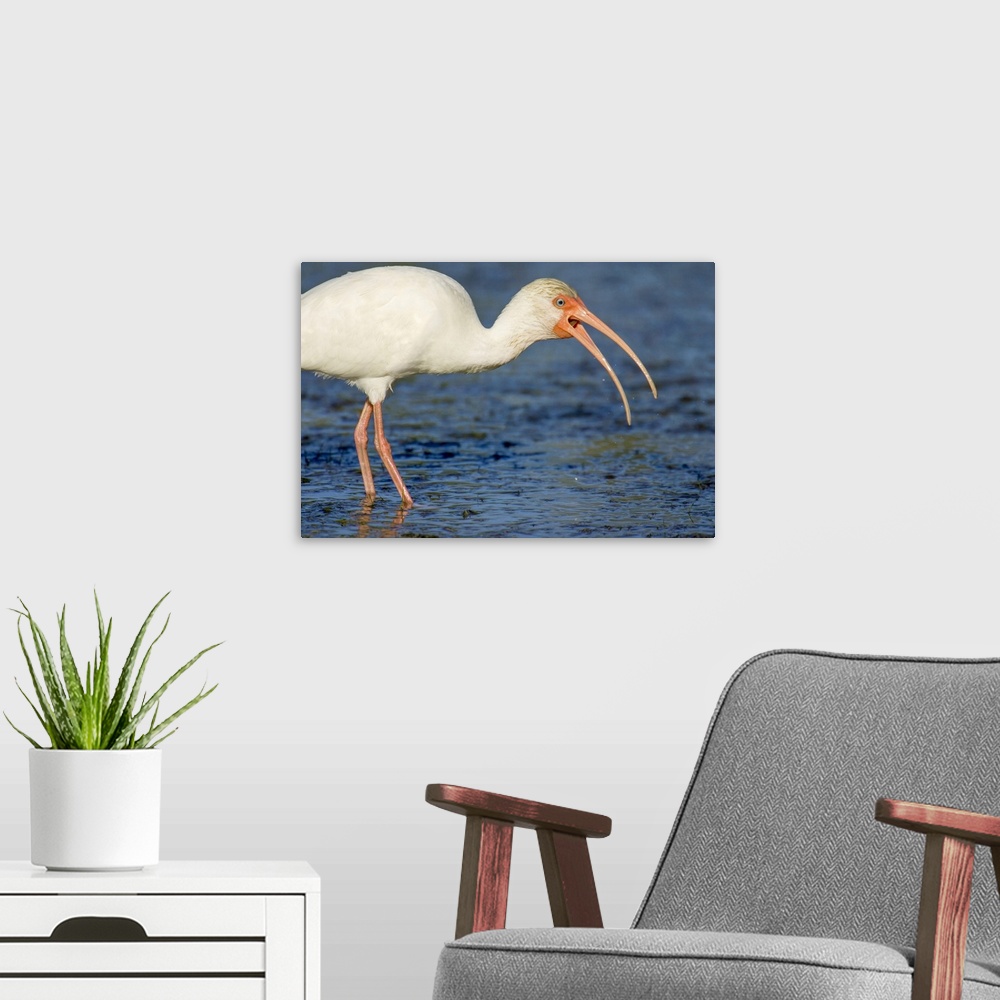 A modern room featuring USA, North America, Florida. Little Estero Lagoon, Fort Myers Beach, White Ibis Trying To Swallow...
