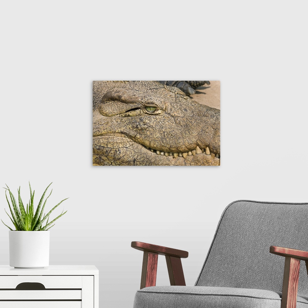A modern room featuring Livingstone, Zambia. Extreme Close-up of a Crocodile face.