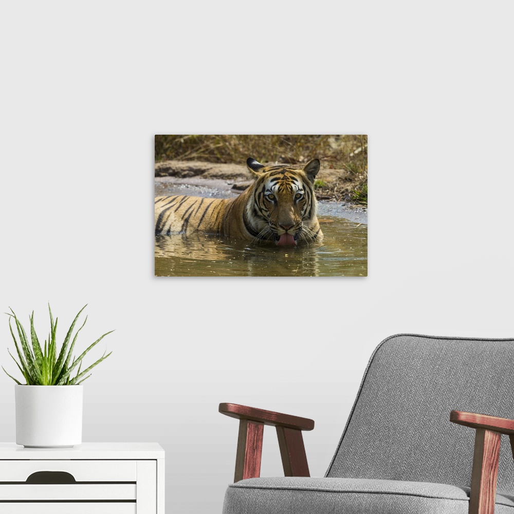 A modern room featuring Asia. India. Male Bengal tiger enjoys the cool of a water hole at Bandhavgarh Tiger Reserve.