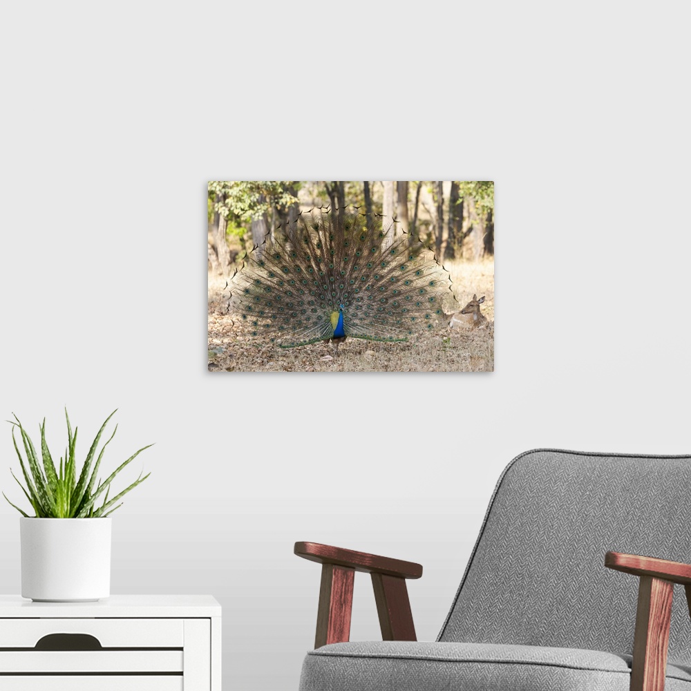 A modern room featuring India, Madhya Pradesh, Kanha National Park. A male Indian peafowl displays his brilliant feathers.