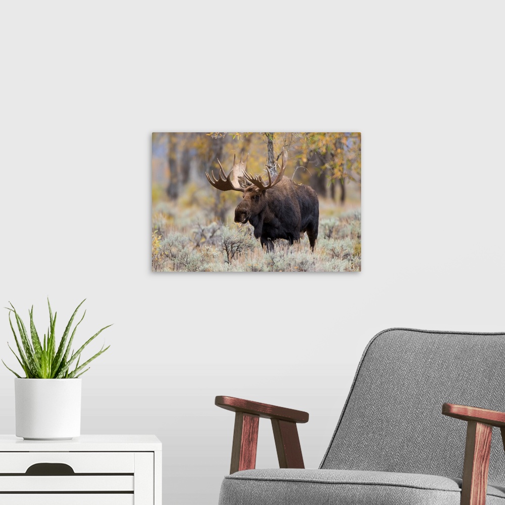 A modern room featuring Moose (Alces alces) bull in fall, Grand Teton National Park, WY