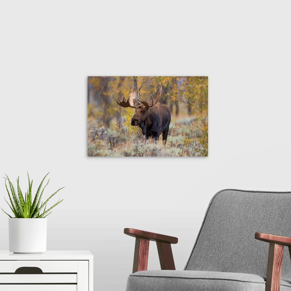 A modern room featuring Moose (Alces alces) bull in fall, Grand Teton National Park, WY