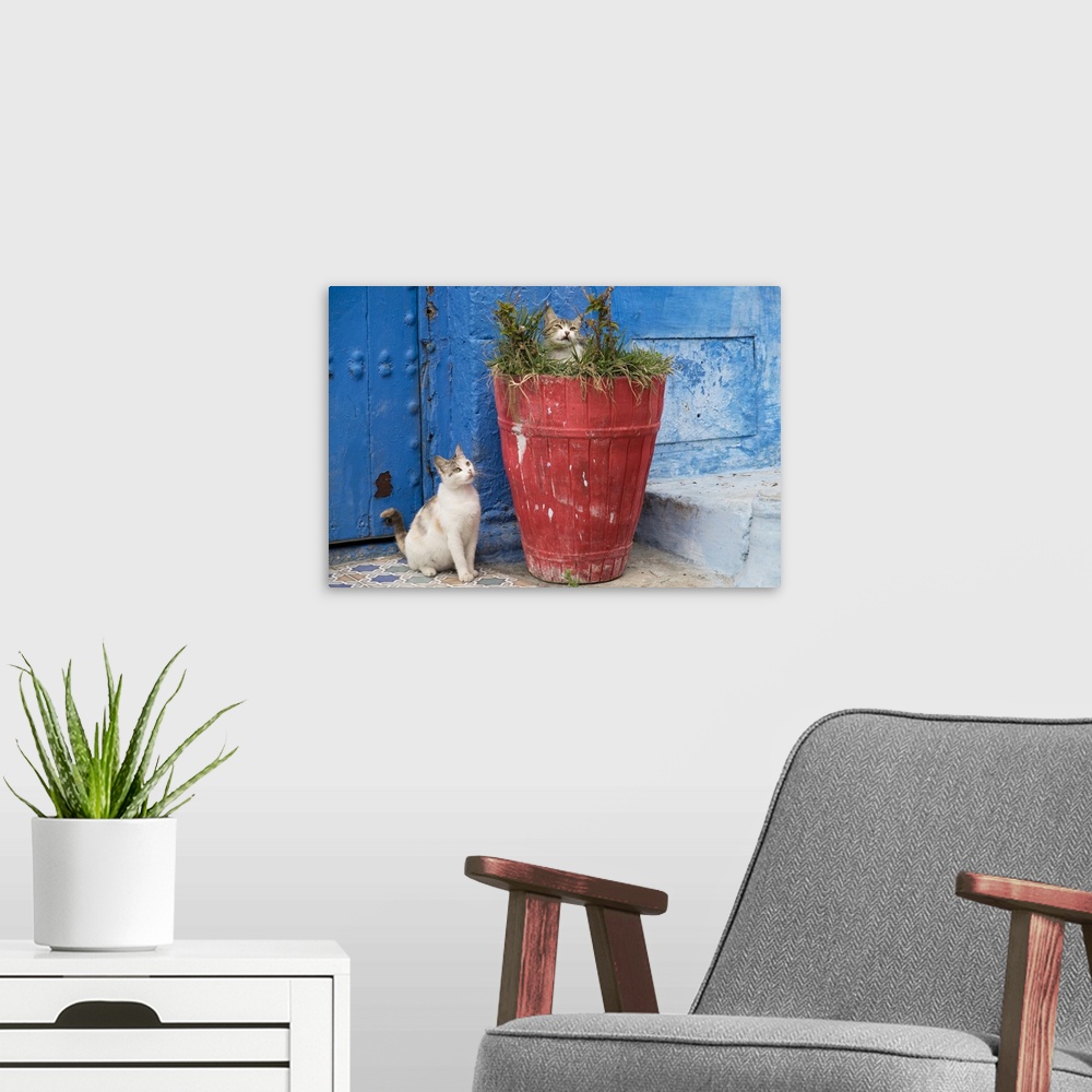 A modern room featuring Morocco, Rabat, Sale, Kasbah des Oudaias, Cats hanging out by a potted plant.