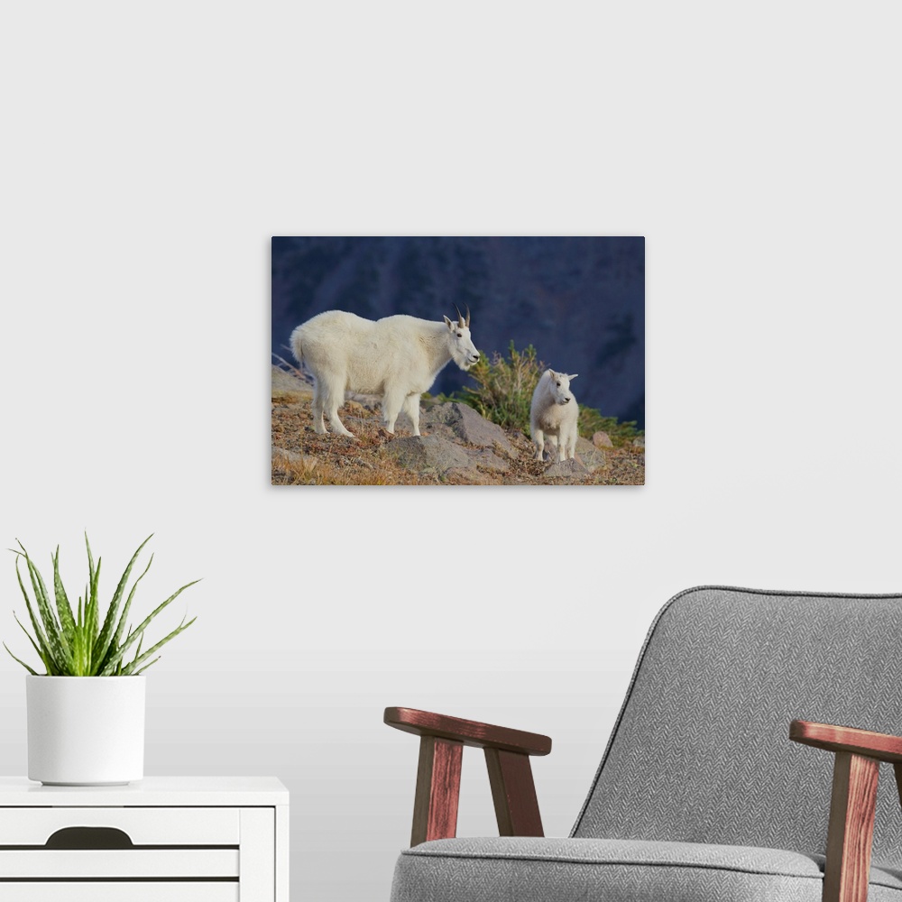 A modern room featuring Mountain Goat; Nanny with Kid