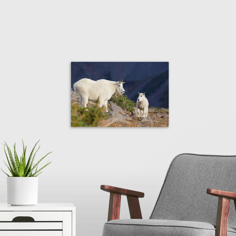 A modern room featuring Mountain Goats; Nanny and Kid