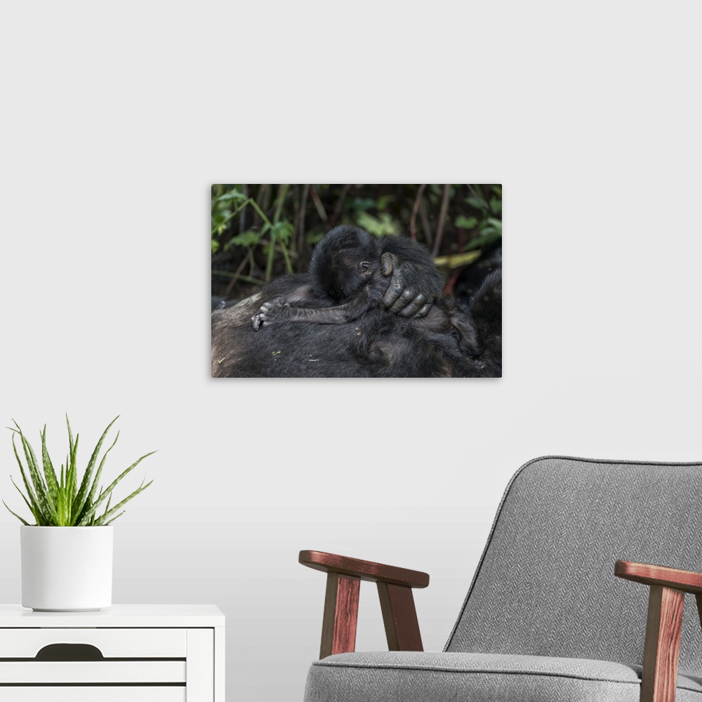 A modern room featuring Mountain gorilla (Gorilla beringei beringei) baby. Bwindi Impenetrable Forest. Uganda