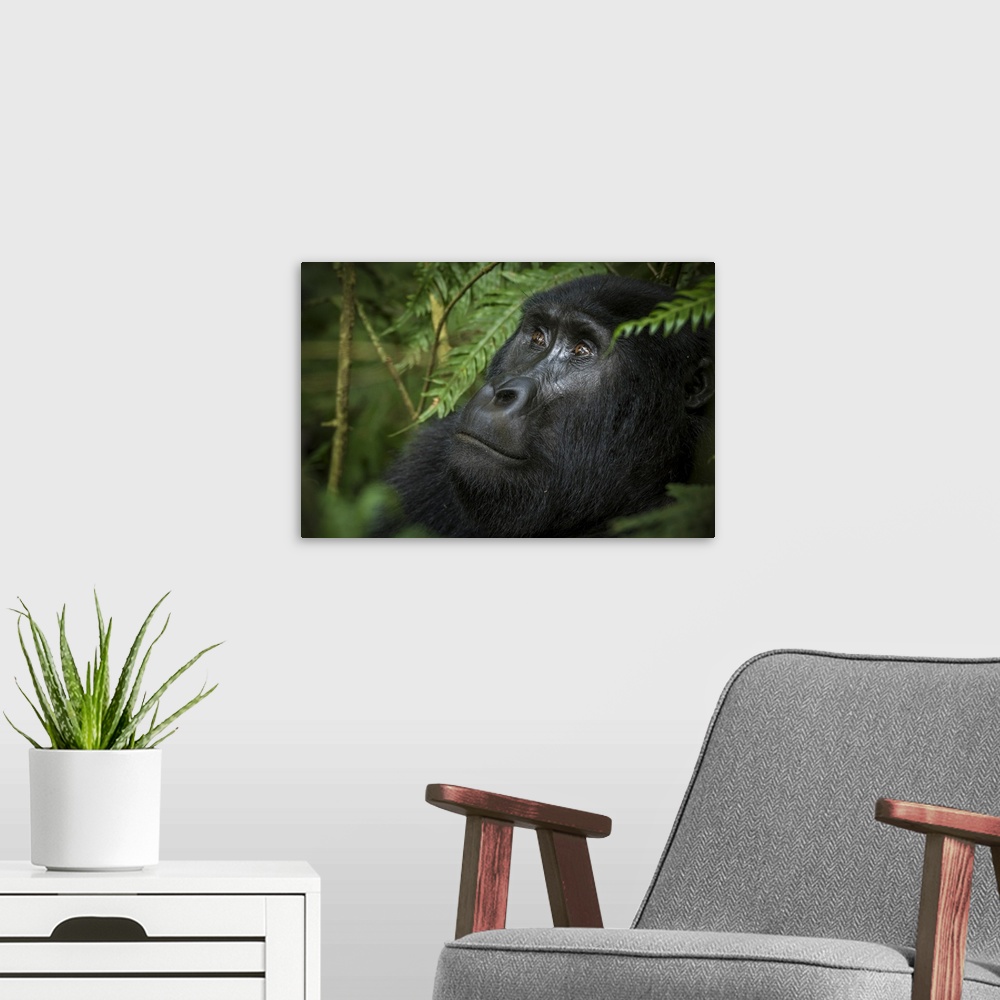 A modern room featuring Mountain gorilla (Gorilla beringei beringei). Bwindi Impenetrable Forest. Uganda