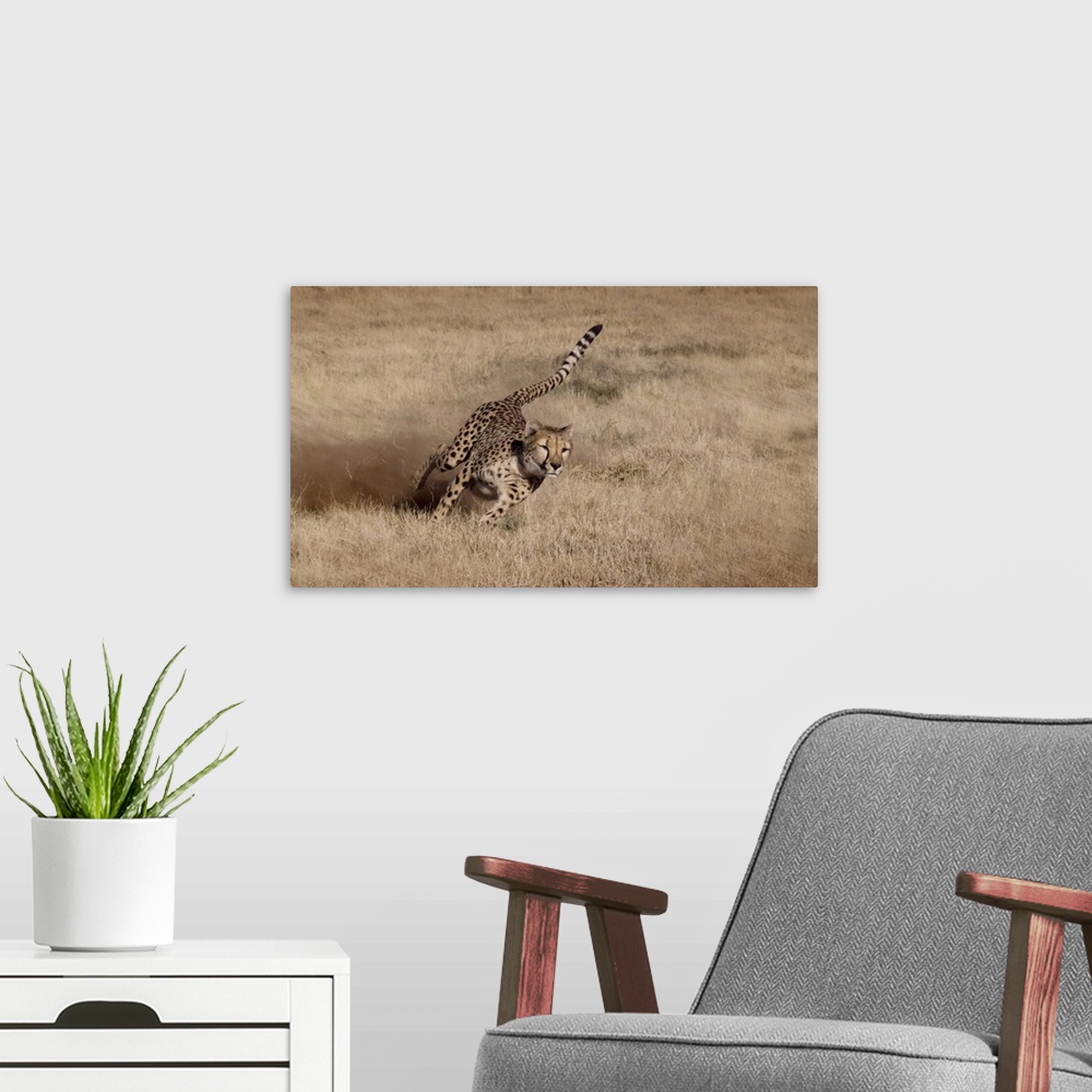 A modern room featuring Namibia. Cheetah running at the Cheetah Conservation Foundation.