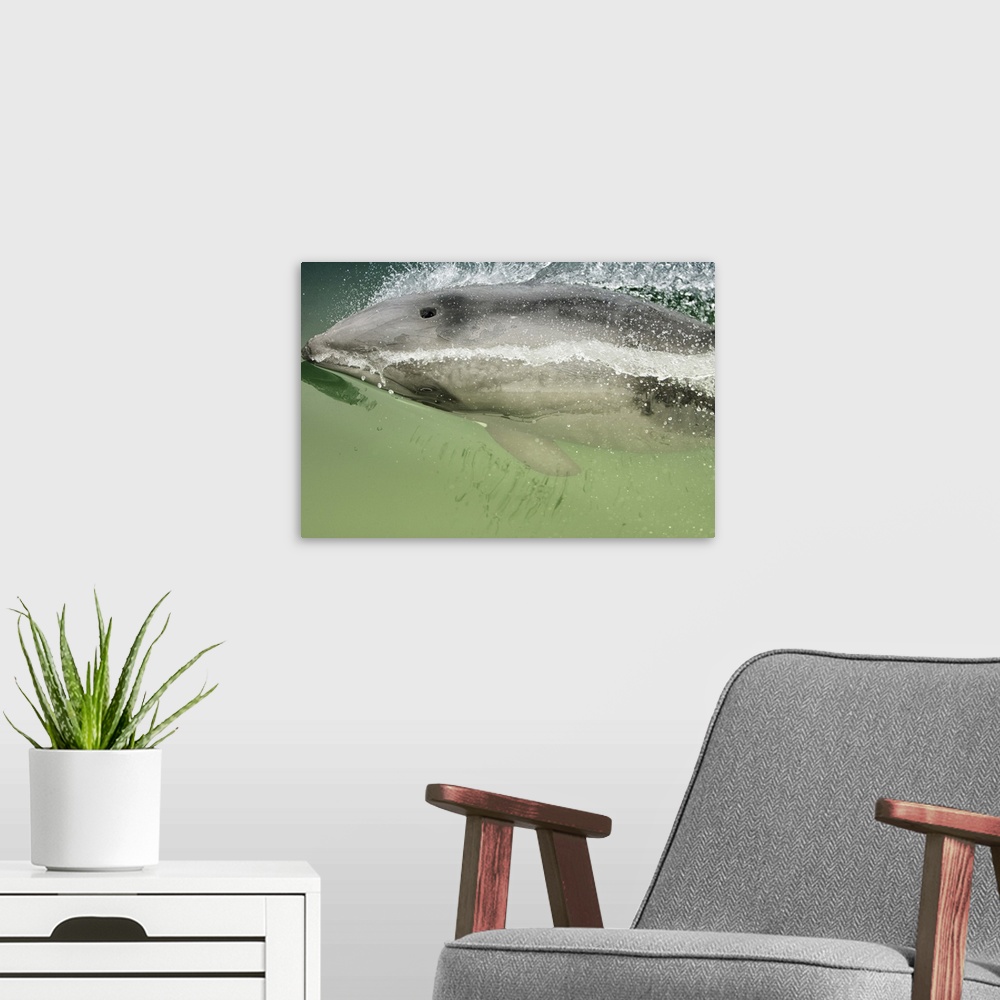 A modern room featuring Namibia, Walvis Bay. Surface shot of rare Heaviside Dolphin.