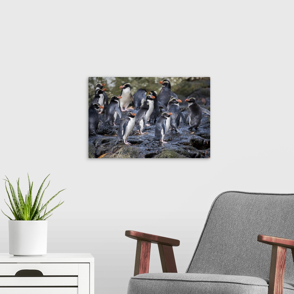 A modern room featuring New Zealand, Snares Islands (The Snares) aka Tini Heke. The rare endemic Snares crested penguin (...