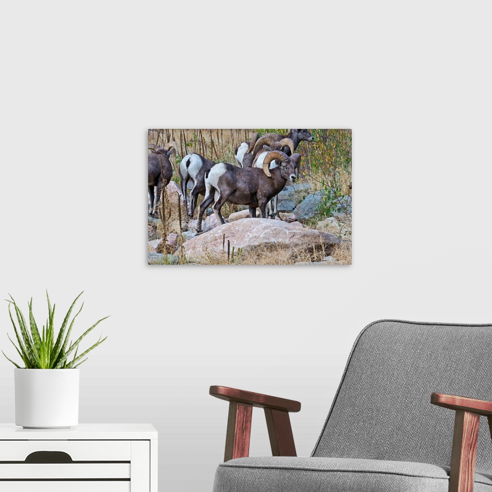 A modern room featuring North America, USA, Colorado, Drake, Grazing Group of Bighorned Sheep Rams