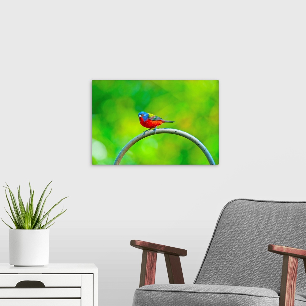 A modern room featuring North America, USA, Florida, Immokalee, Painted Bunting
