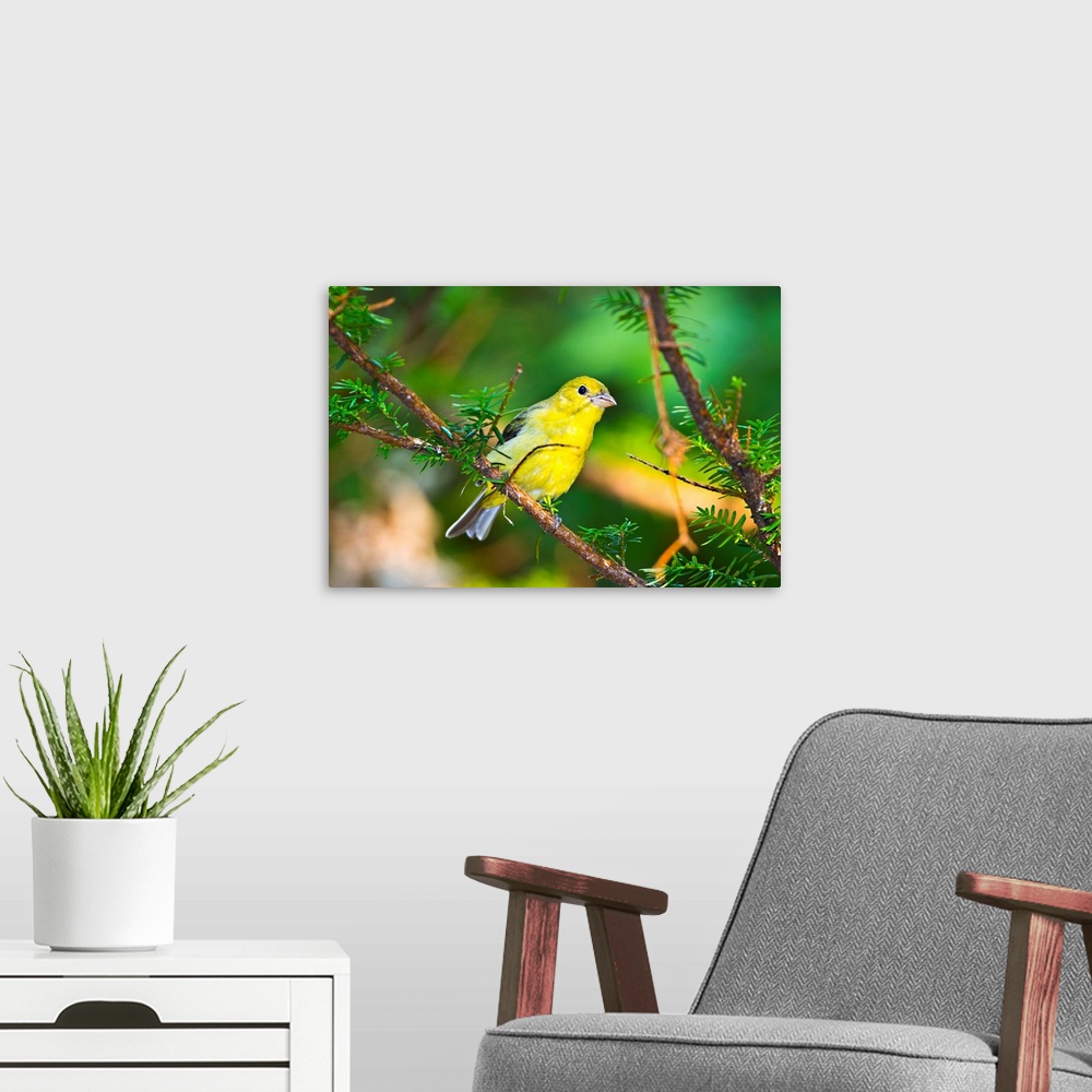 A modern room featuring North America, USA, Minnesota, Mendota Heights, Mohican Lane, American Goldfinch