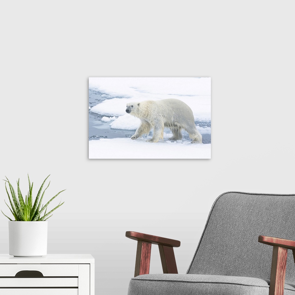 A modern room featuring North of Svalbard, pack ice. A polar bear emerges from the water.