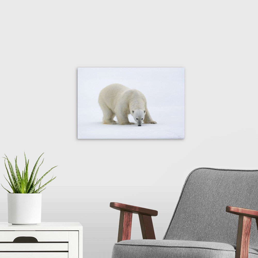 A modern room featuring North of Svalbard, pack ice. A portrait of a polar bear on a large slab of ice.