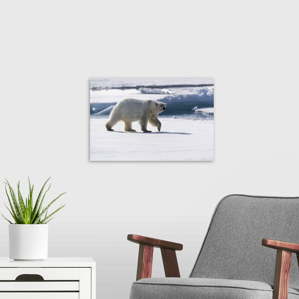 A modern room featuring North of Svalbard, pack ice. A portrait of an walking polar bear on the pack ice.