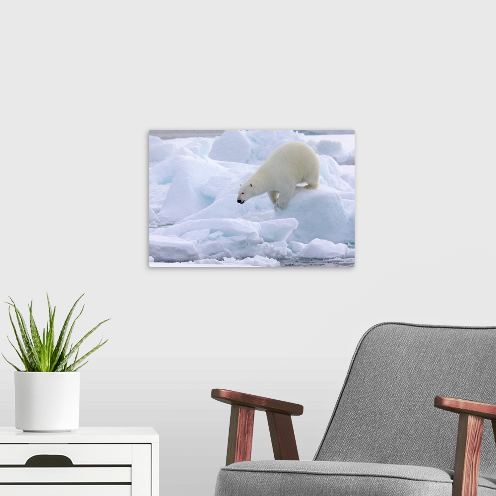 A modern room featuring North of Svalbard, pack ice. Portrait of a polar bear walking on the pack ice.
