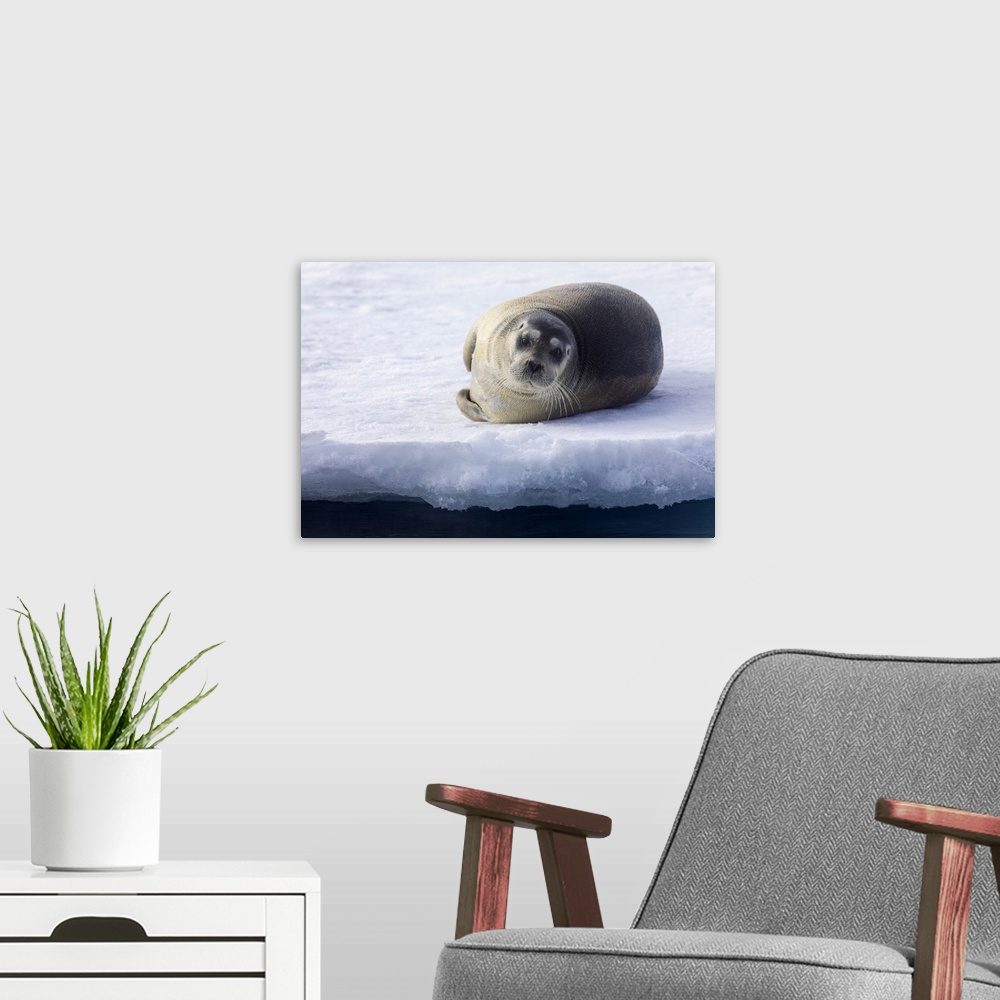 A modern room featuring North of Svalbard, the pack ice. A portrait of a young bearded seal hauled out on the pack ice.