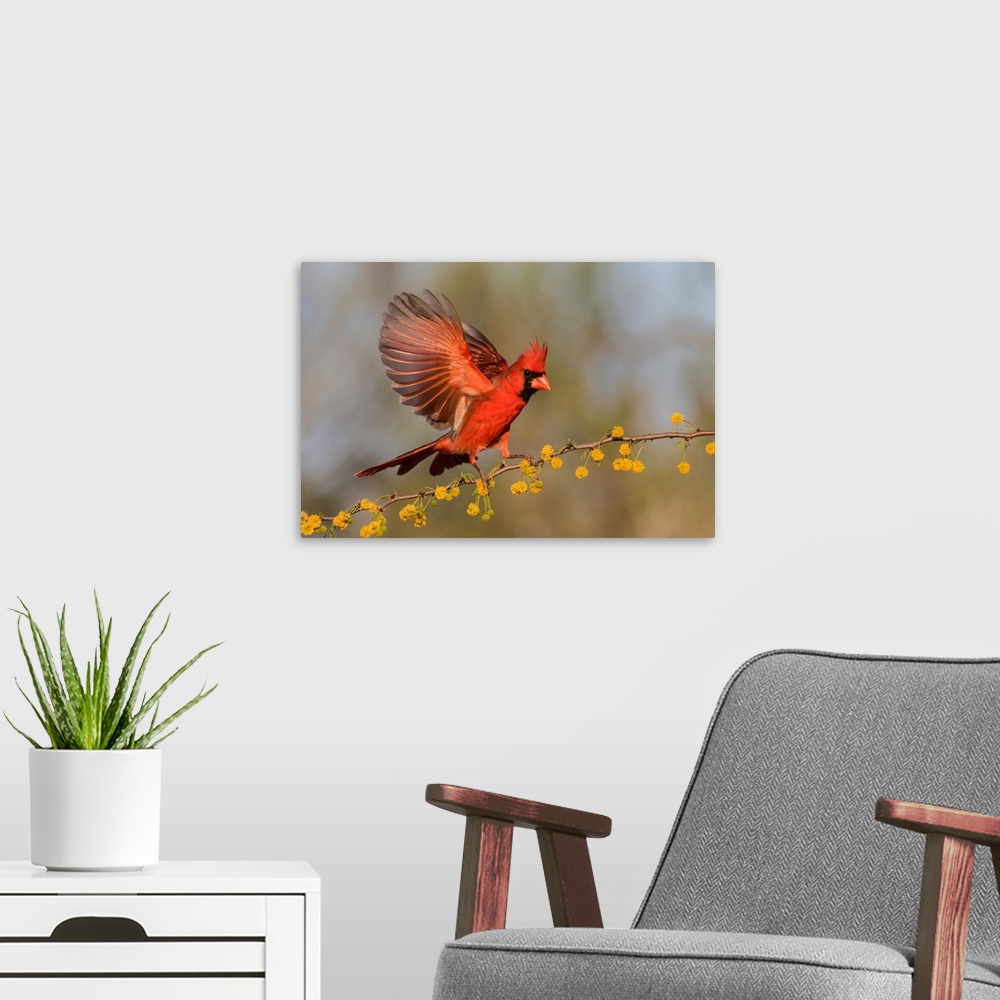 A modern room featuring Northern Cardinal (Cardinalis cardinalis) male landing on huisache branch