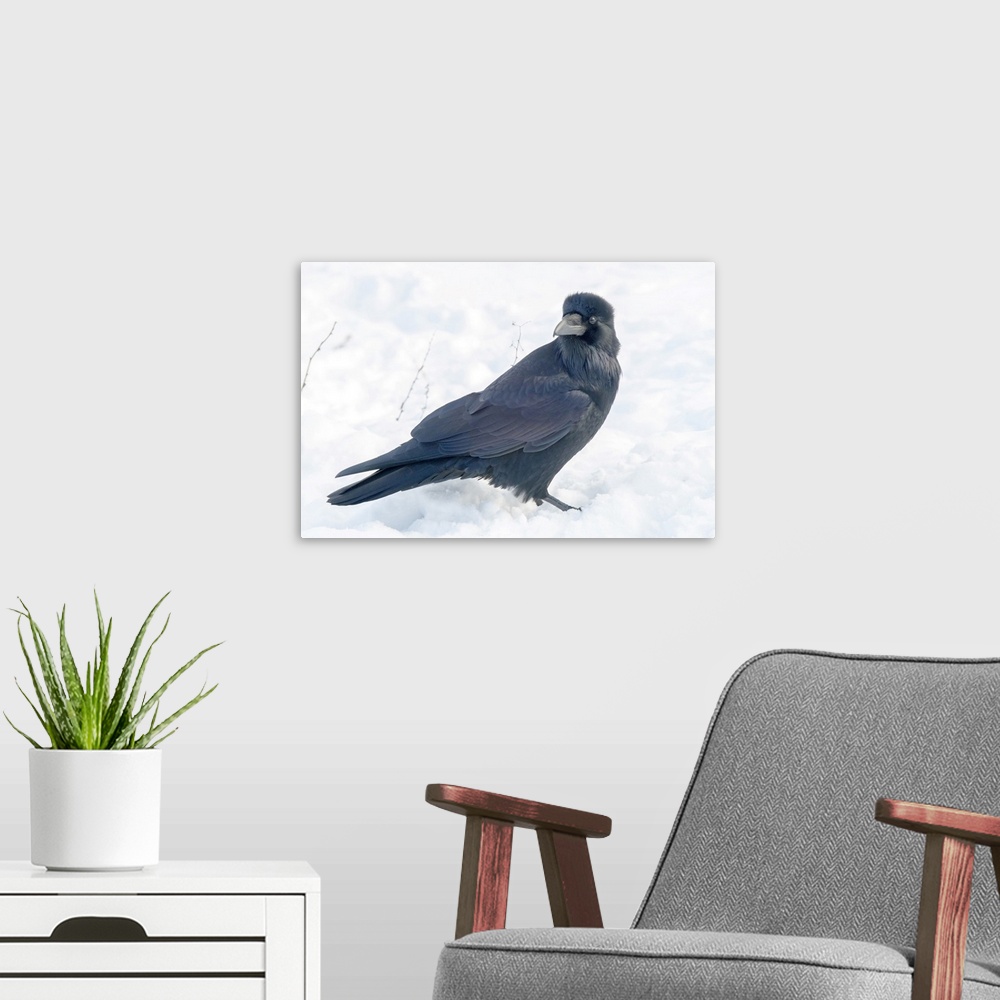 A modern room featuring The common raven (northern raven) is a large all-black passerine bird found across the Northern H...