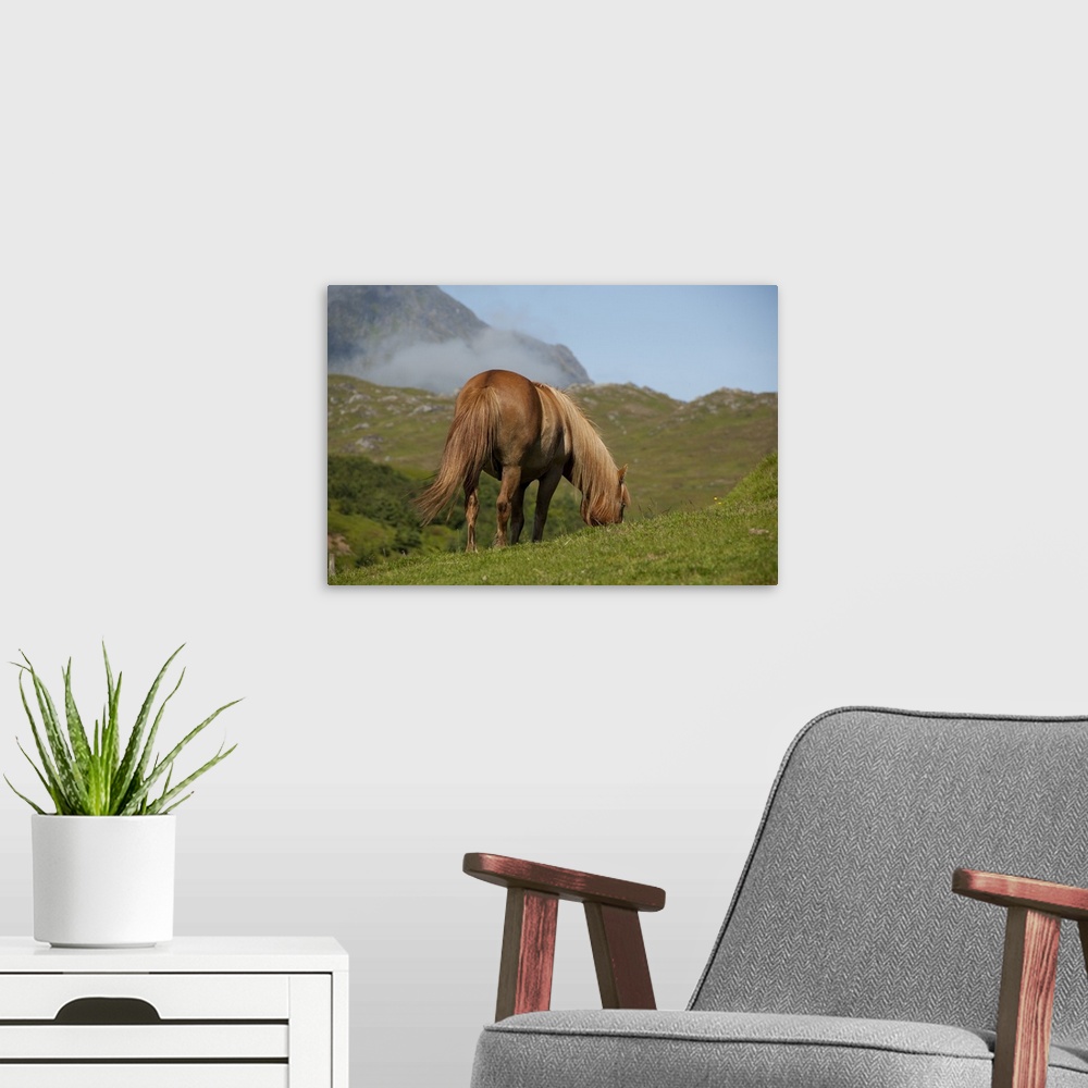 A modern room featuring Norway, Nordland, Lofoten Archipelago, Borgelva. "Fjord Horse" in pasture, special breed of Norwe...