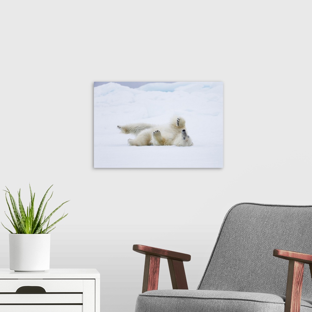 A modern room featuring Norway, Svalbard, pack ice, polar bear (Ursus maritimus) rolling to clean fur.