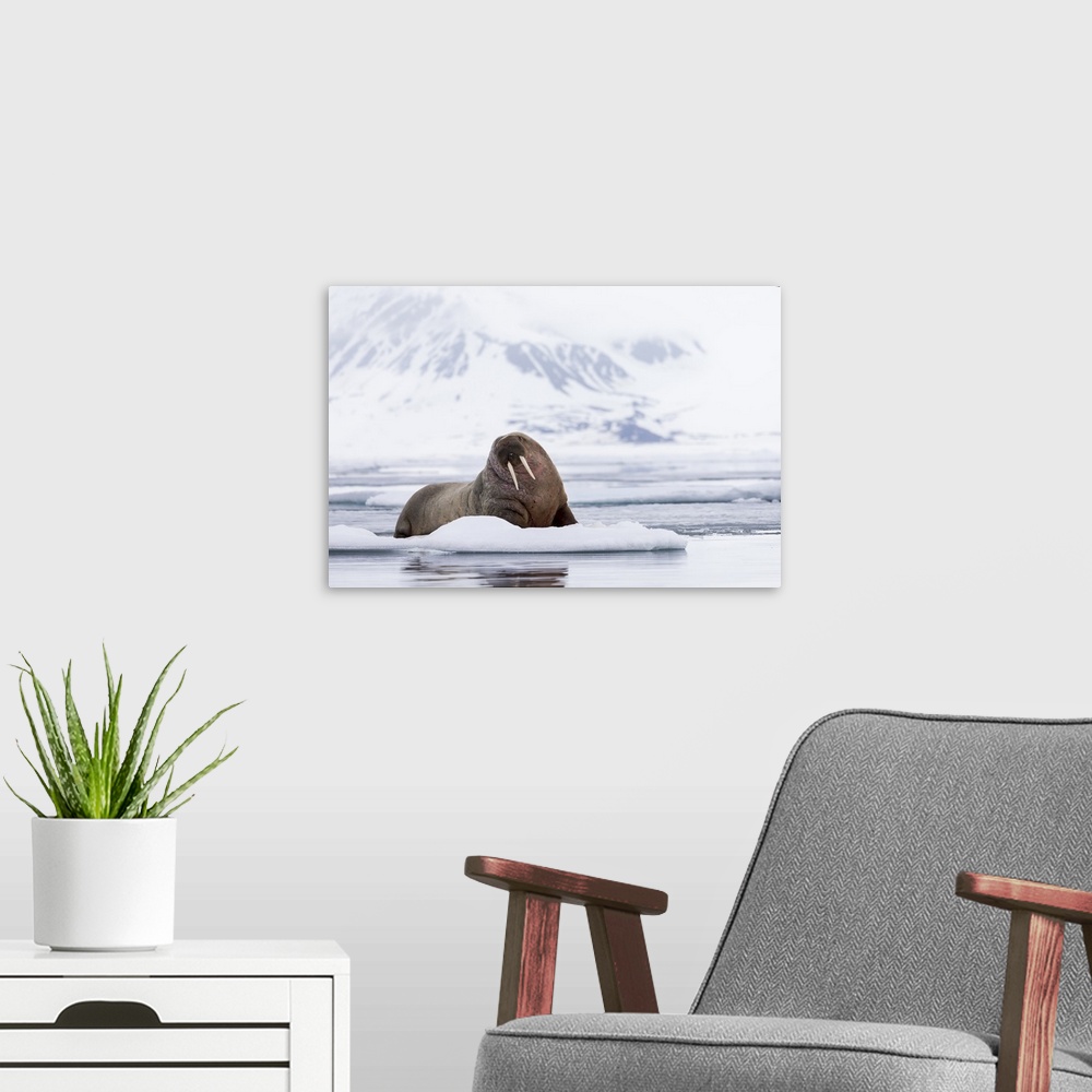 A modern room featuring Norway, Svalbard, pack ice, walrus (Odobenus rosmarus) on ice floes.