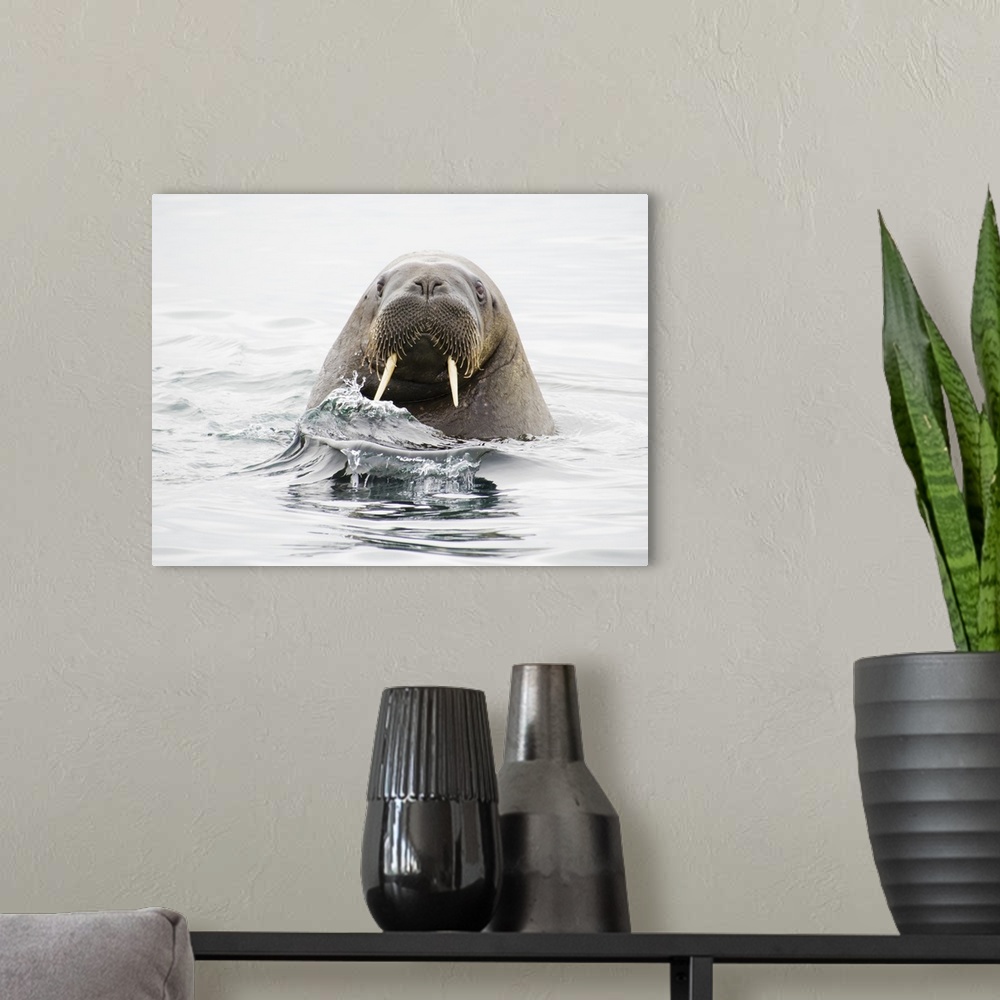 A modern room featuring Norway, Svalbard, walrus (Odobenus rosmarus) in water.