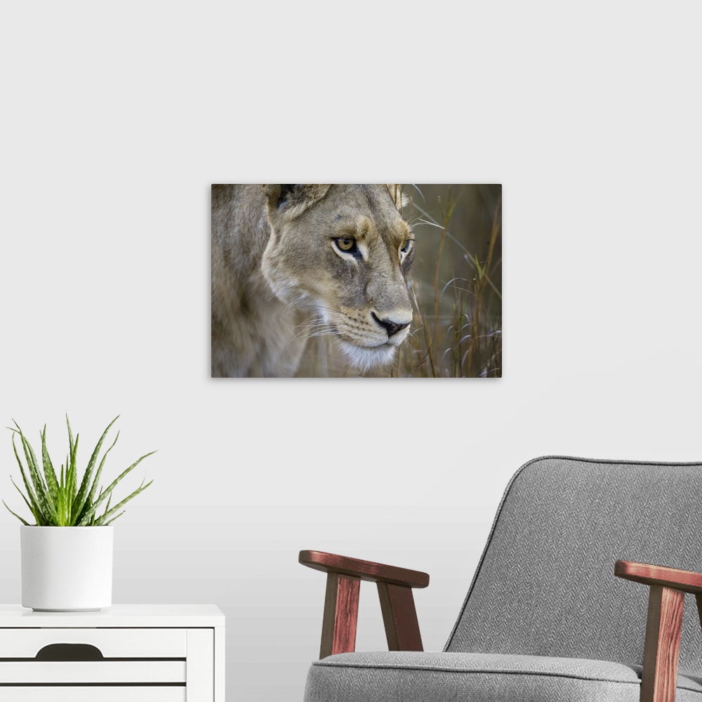 A modern room featuring Okavango Delta, Botswana. Close-up of a female lion.