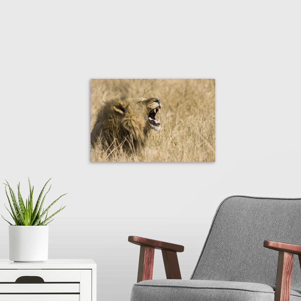 A modern room featuring Okavango Delta, Botswana. Close-up of male lion roaring.