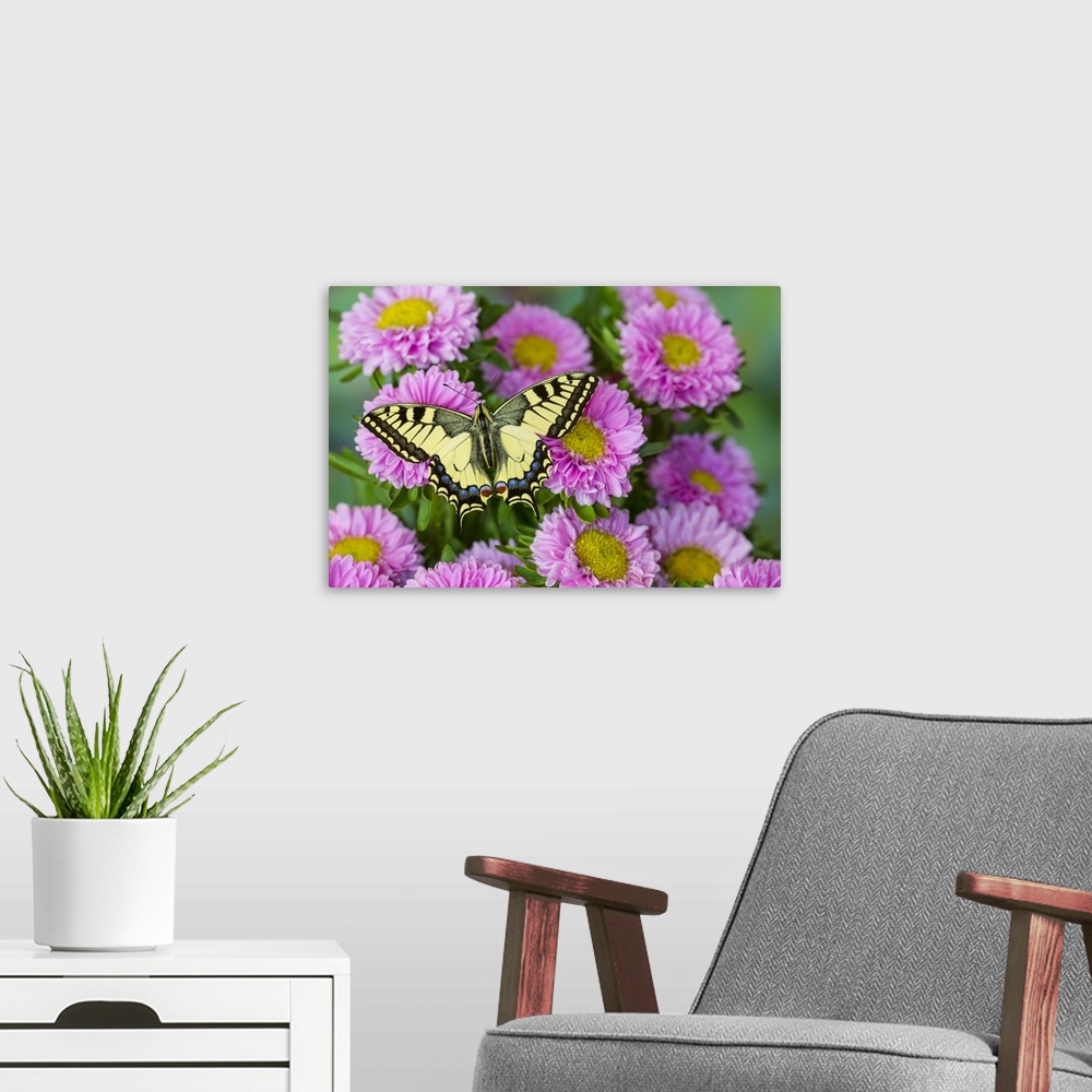 A modern room featuring Old world swallowtail butterfly, Papilio machaon, on pink mums.
