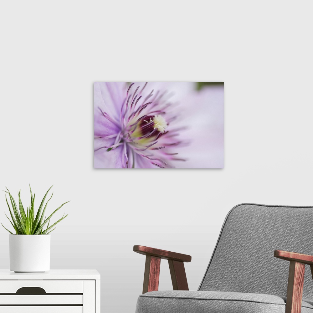 A modern room featuring Pale pink clematis blossom