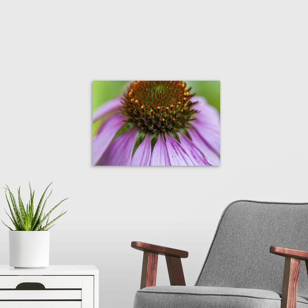 A modern room featuring Pink coneflower