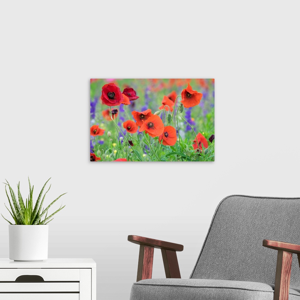A modern room featuring Poppy field, Mount Olive, North Carolina, USA