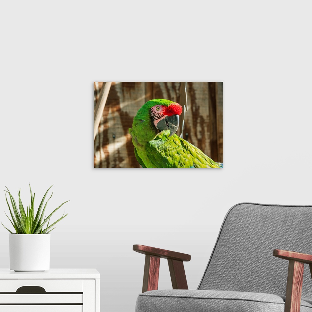 A modern room featuring Portrait of a Parrot