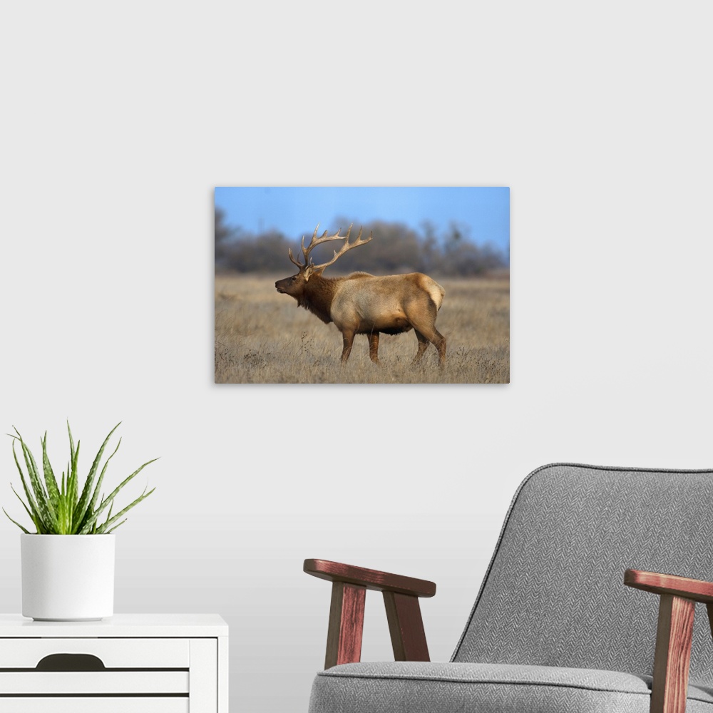 A modern room featuring Profile photo of a Male Elk (cervus canadensis).