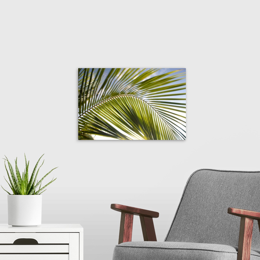 A modern room featuring United States, Puerto Rico, Vieques.  Palm fronds in motion.