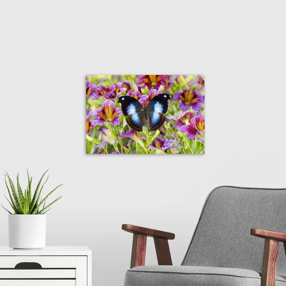 A modern room featuring Purple painted tongue flowers with tropical butterfly Napocles jucunda