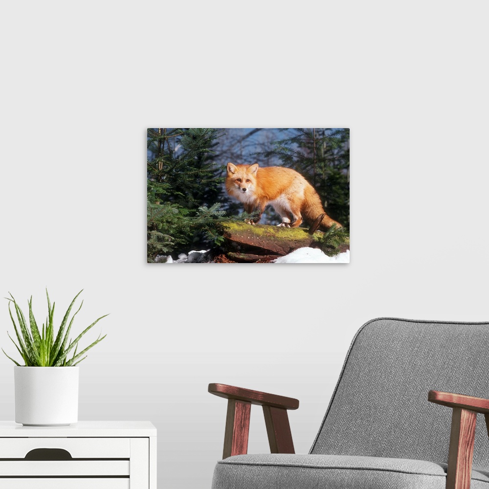 A modern room featuring Red Fox (vulpes vulpes) on a Log.