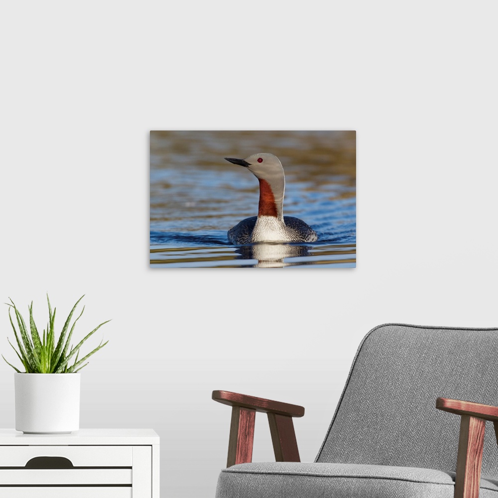 A modern room featuring Red-throated Loon.