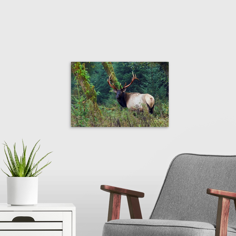 A modern room featuring Roosevelt Bull Elk; Hoh Rainforest