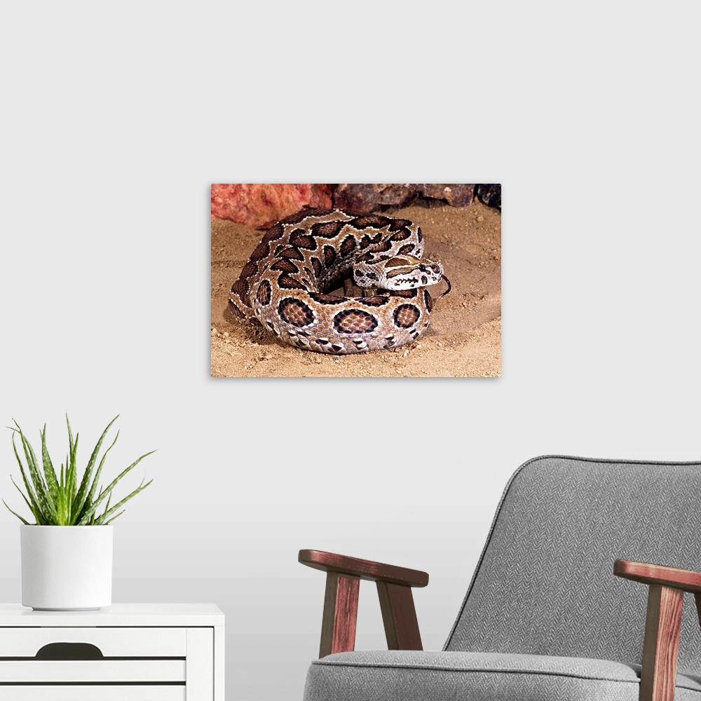 A modern room featuring Russell's Viper.Daboia (Vipera) russellii.Native to Pakistan