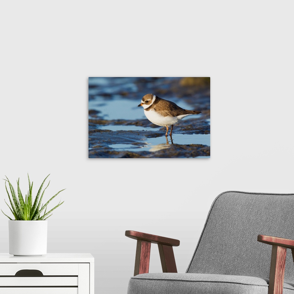 A modern room featuring Semipalmated Plover
