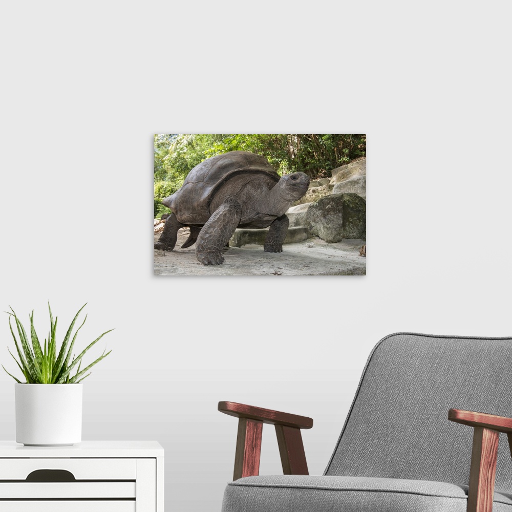 A modern room featuring Seychelles, Mahe, St. Anne Marine National Park, Moyenne Island. Giant Aldabra tortoise.