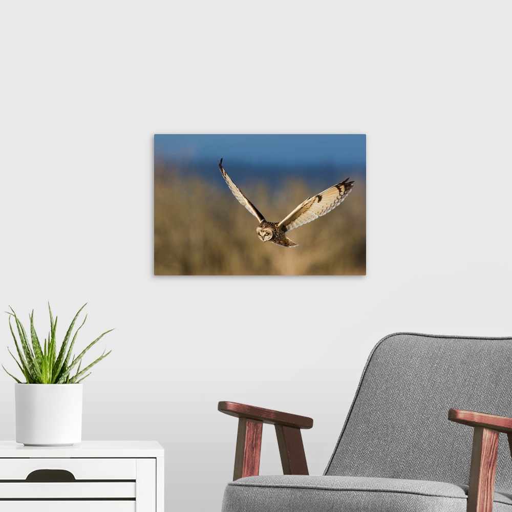 A modern room featuring Short-eared Owl Hunting.