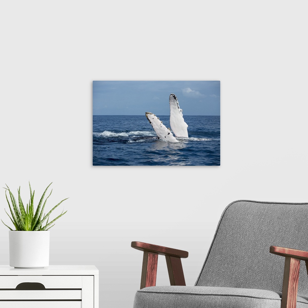 A modern room featuring A humback whale floats on its back while displaying its pectoral fins on the surface of blue wate...